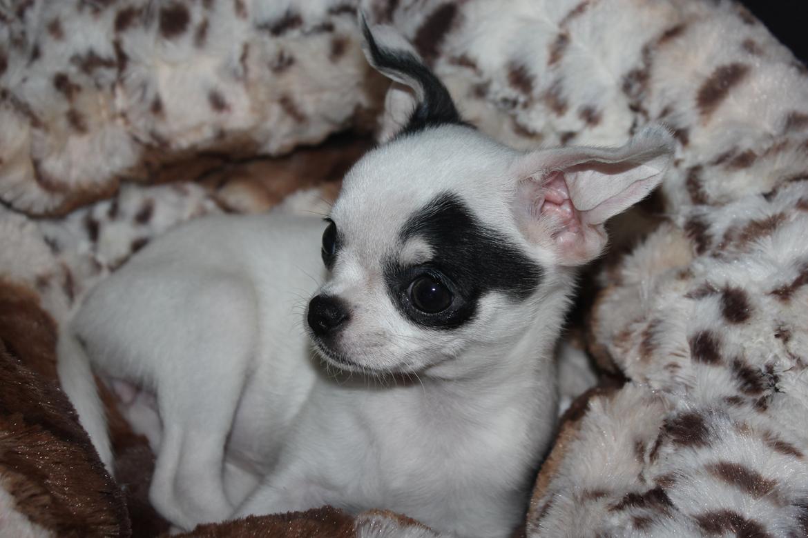 Chihuahua Miszja - 12 uger :D  billede 26