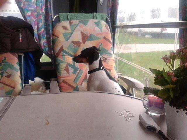 Blanding af racer Dansk/Svensk -Mynde Donna (Rafiki) billede 14