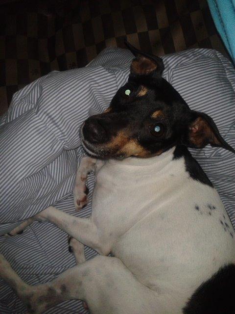 Blanding af racer Dansk/Svensk -Mynde Donna (Rafiki) billede 16