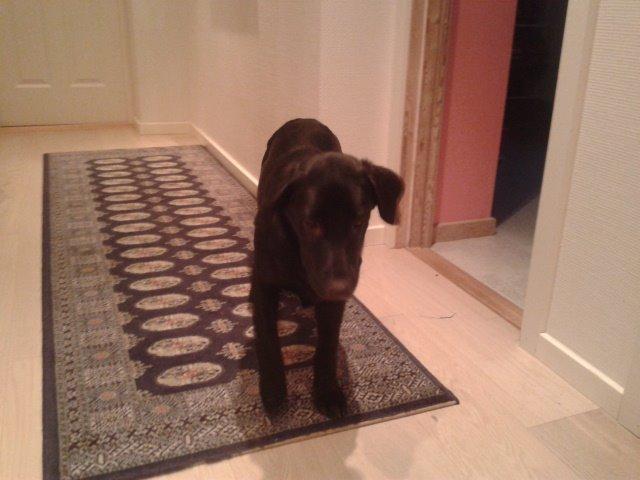 Labrador retriever Bella billede 16