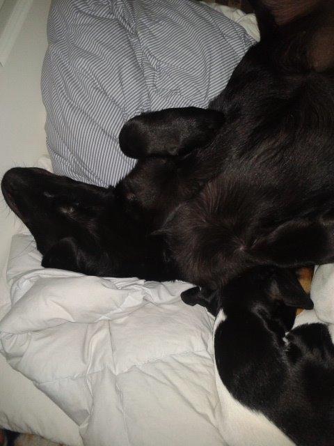 Labrador retriever Bella billede 18