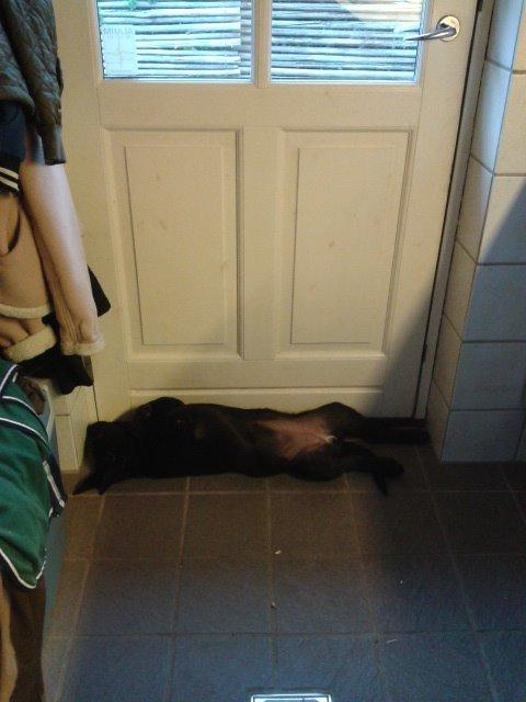 Labrador retriever Bella billede 19