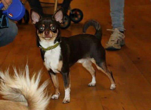 Chihuahua Mighty Draco billede 17