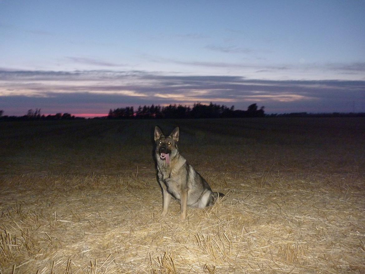 Schæferhund Kennel Lp`s Essi billede 2