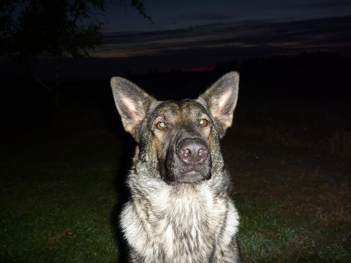 Schæferhund Kennel Lp`s Essi billede 3