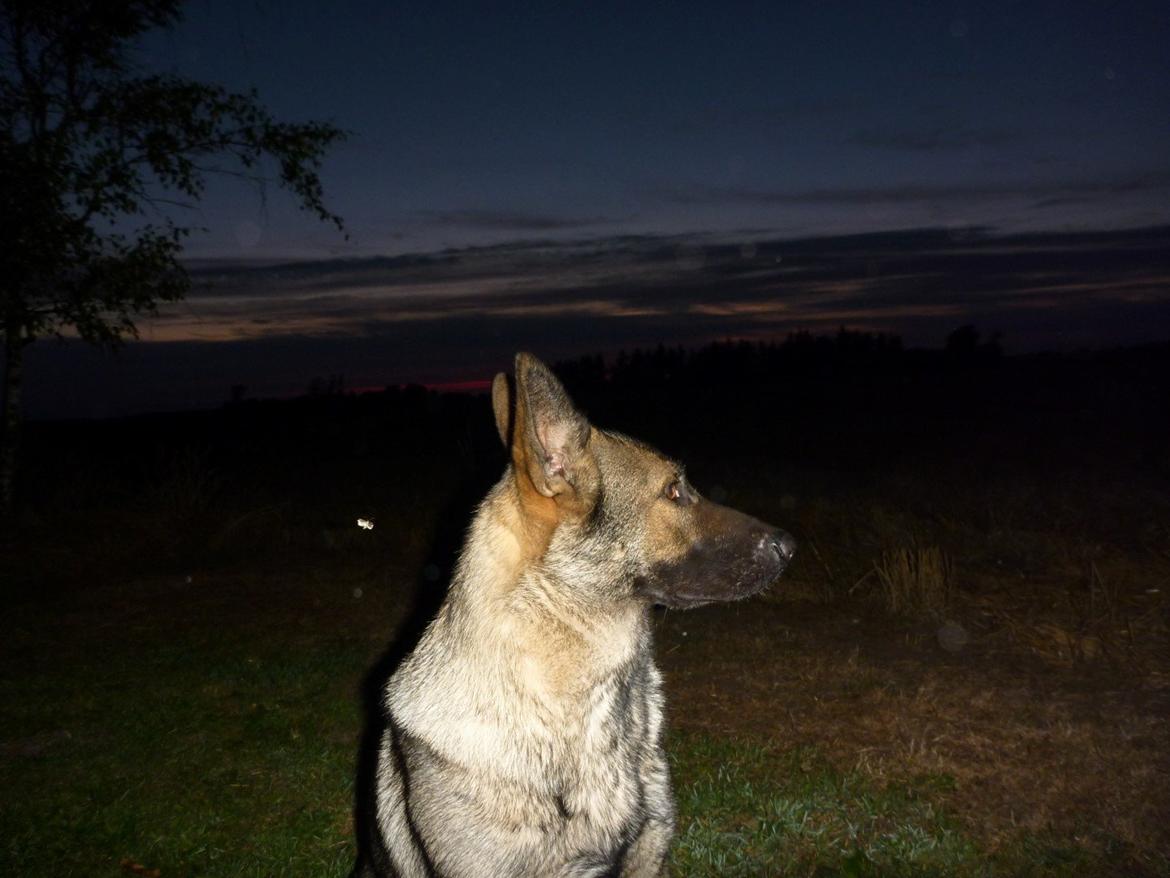 Schæferhund Kennel Lp`s Essi billede 4