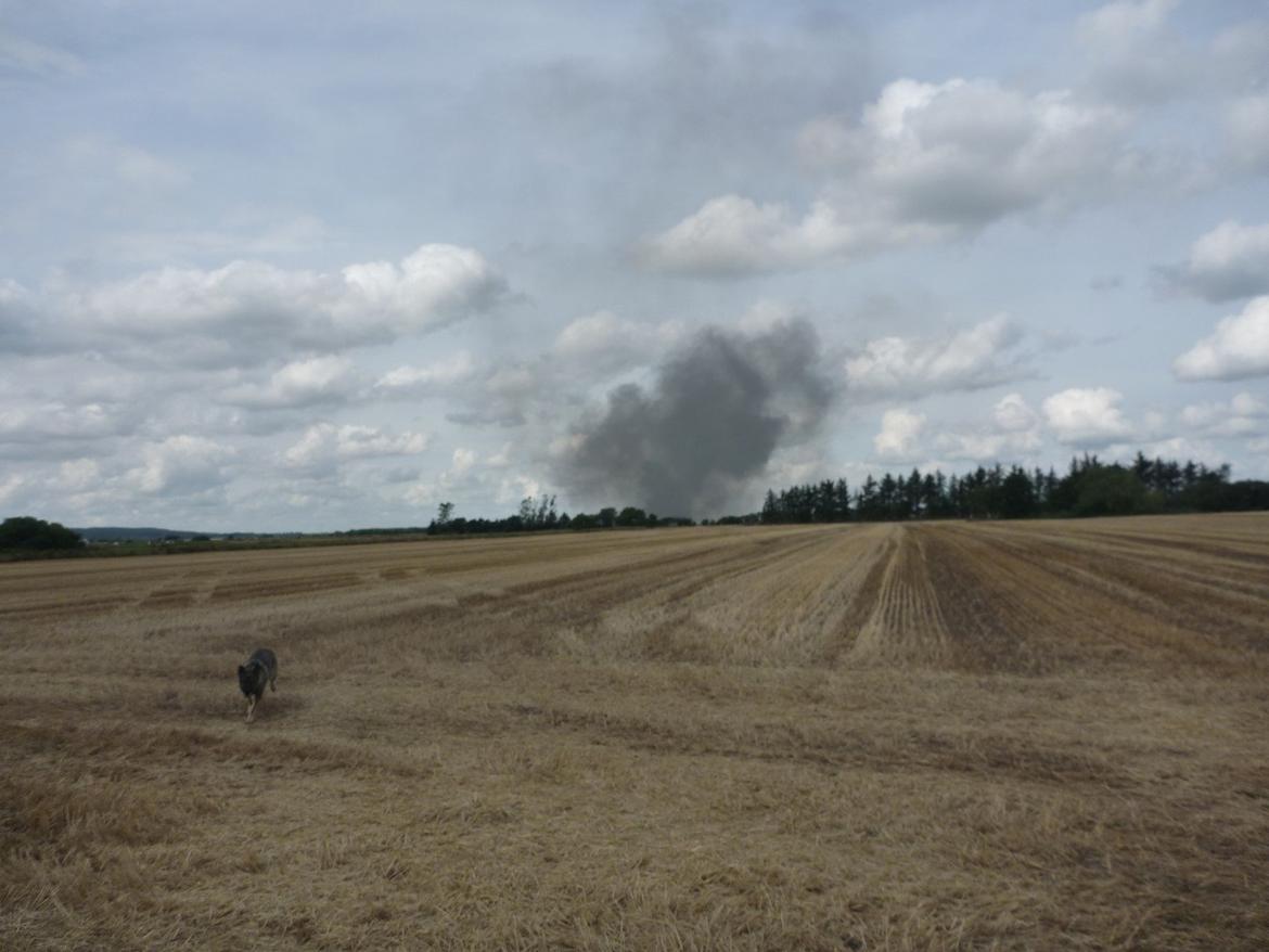 Schæferhund Kennel Lp`s Essi billede 5