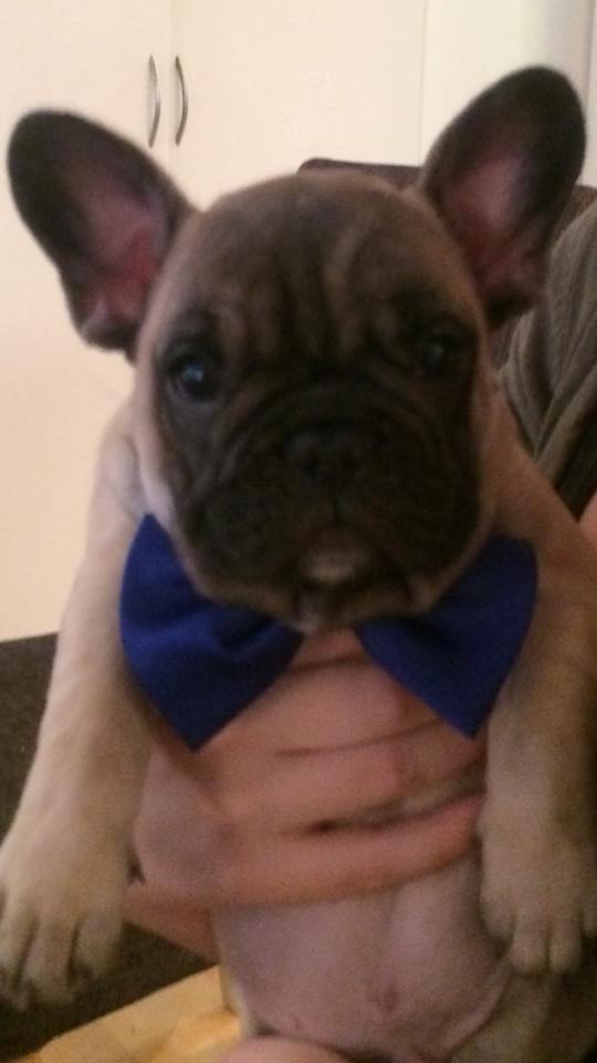 Fransk bulldog Polle billede 10