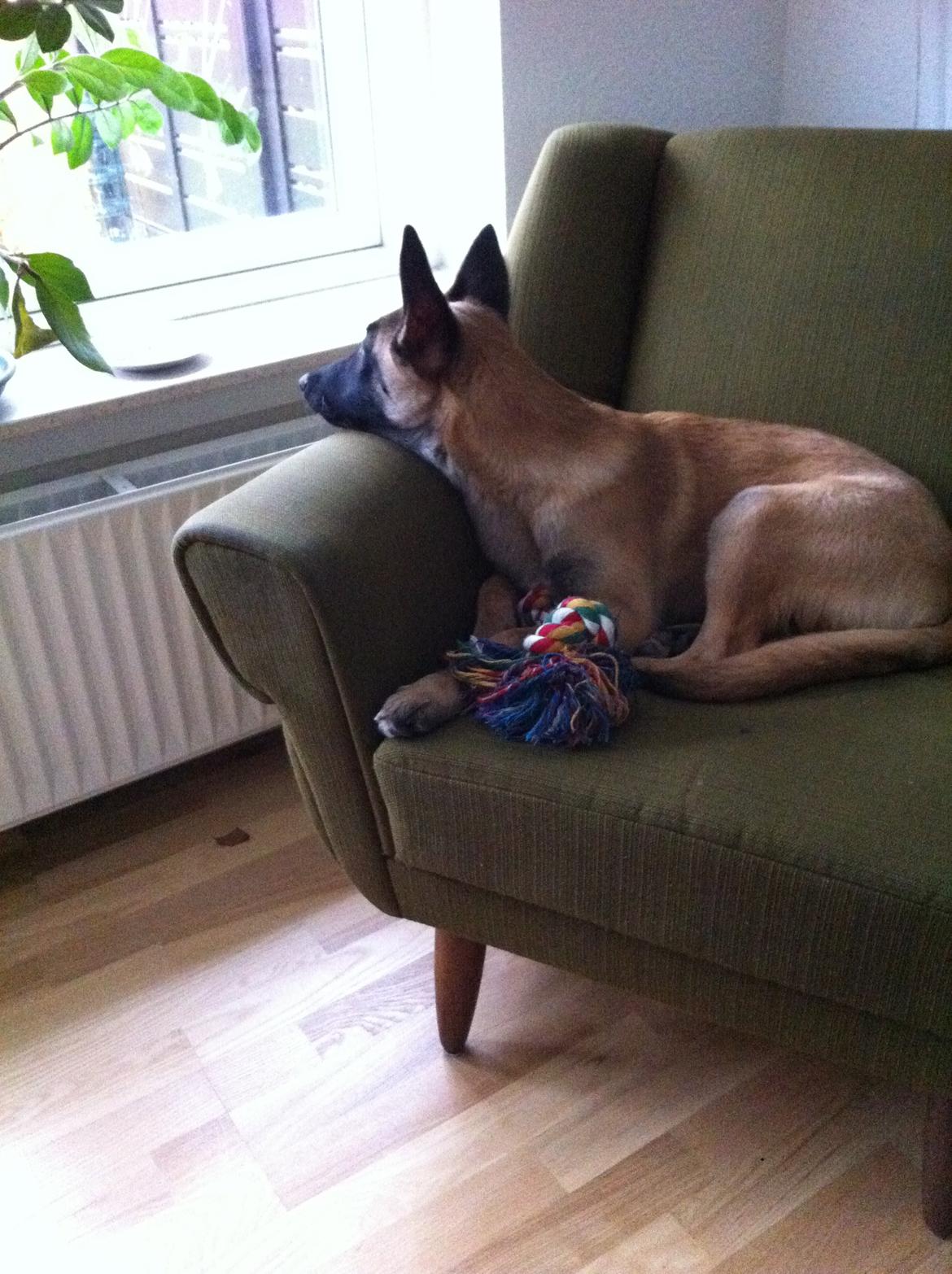 Malinois Kiki Alias Kiksen billede 1