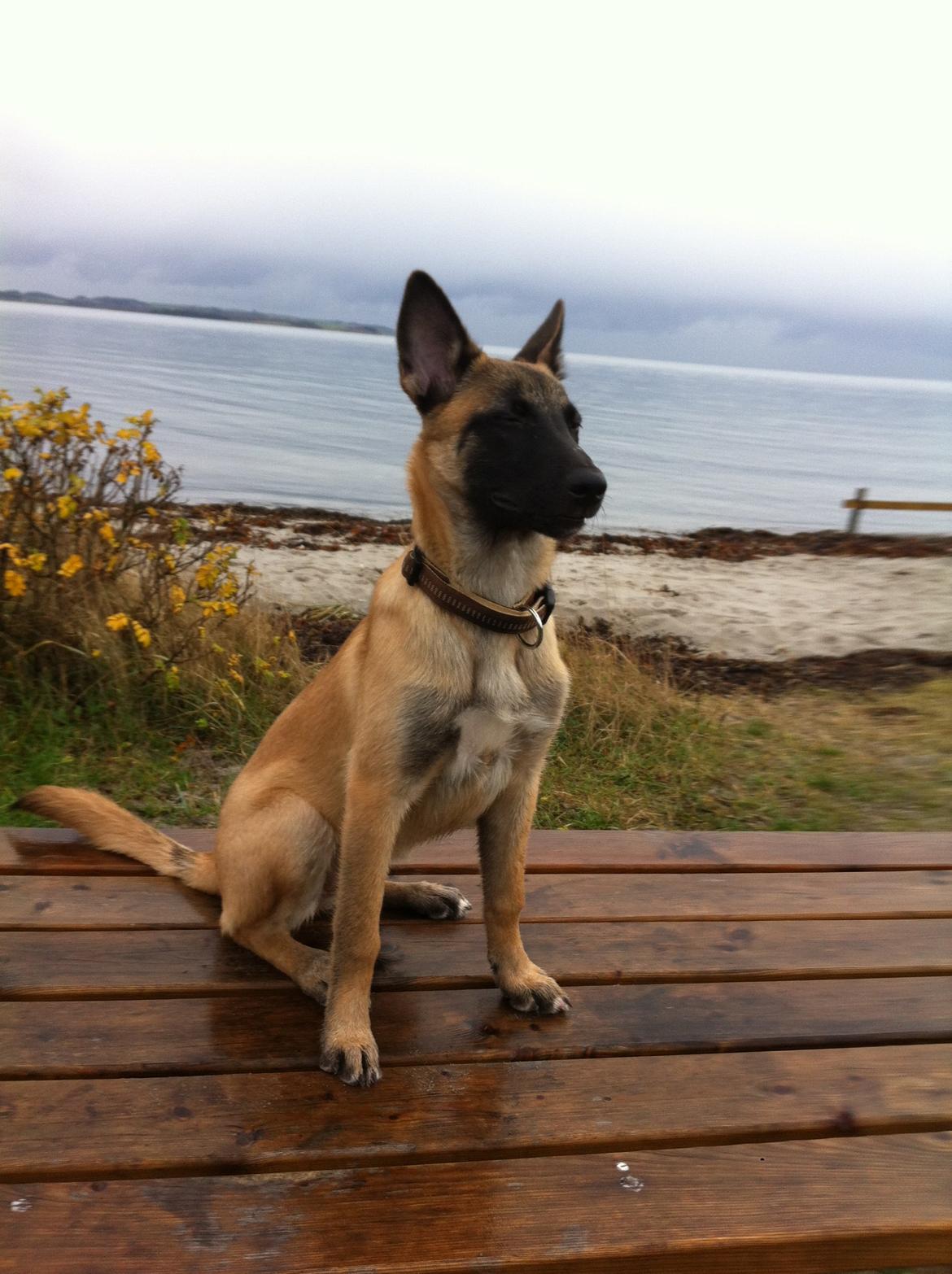Malinois Kiki Alias Kiksen billede 2