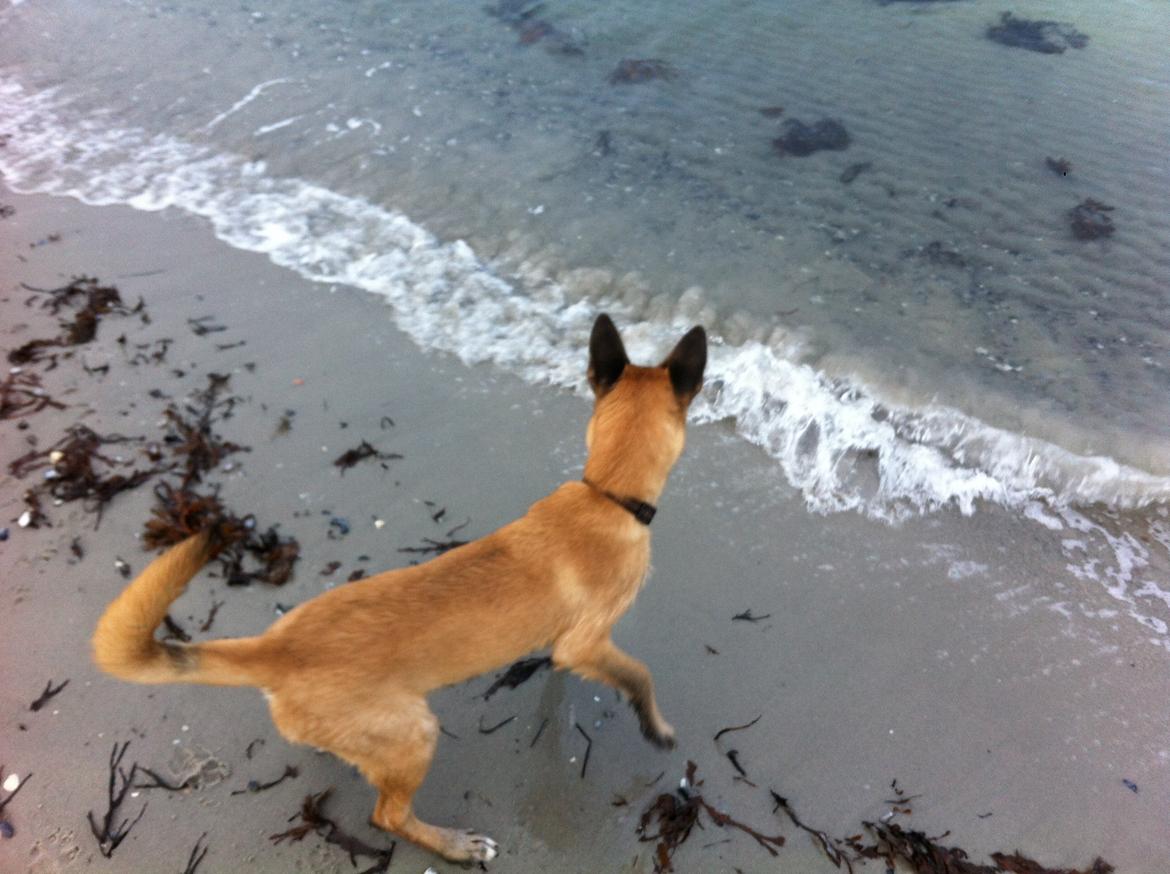 Malinois Kiki Alias Kiksen billede 3