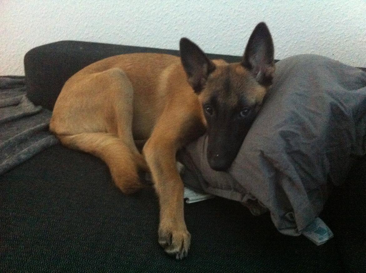 Malinois Kiki Alias Kiksen billede 4