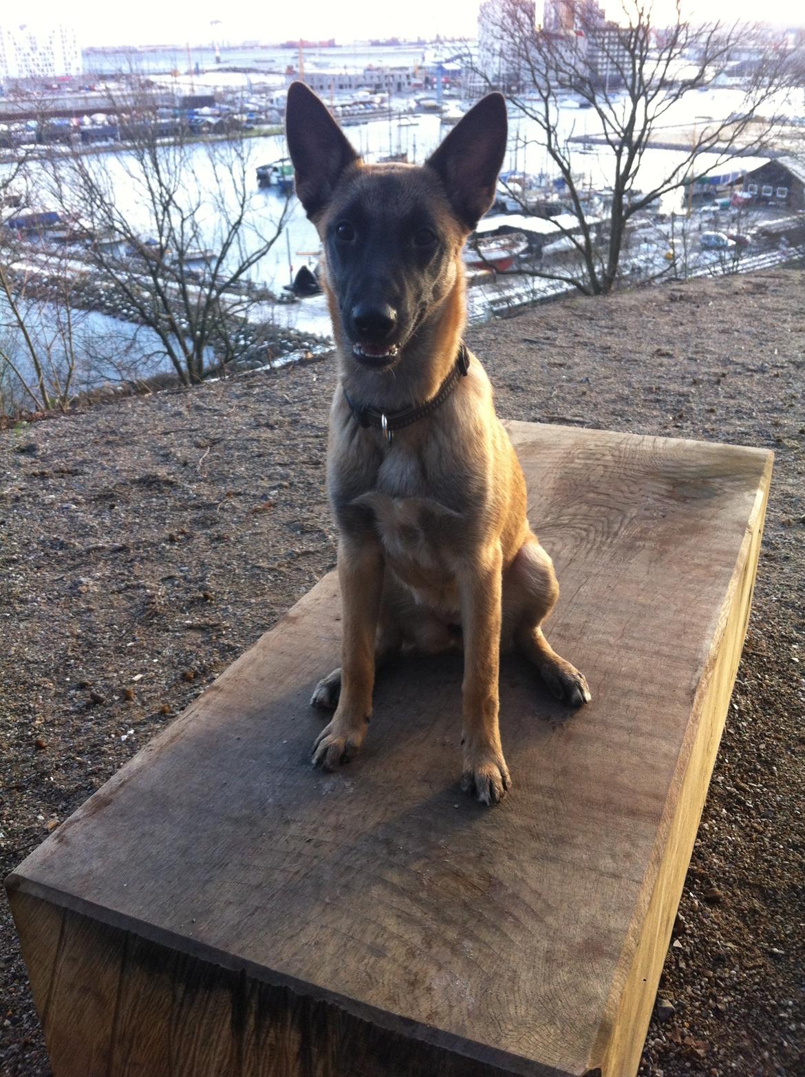 Malinois Kiki Alias Kiksen billede 5