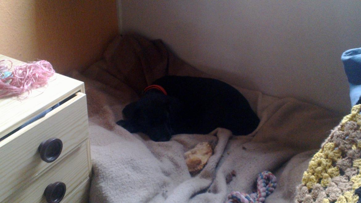 Blanding af racer Mikkel billede 9