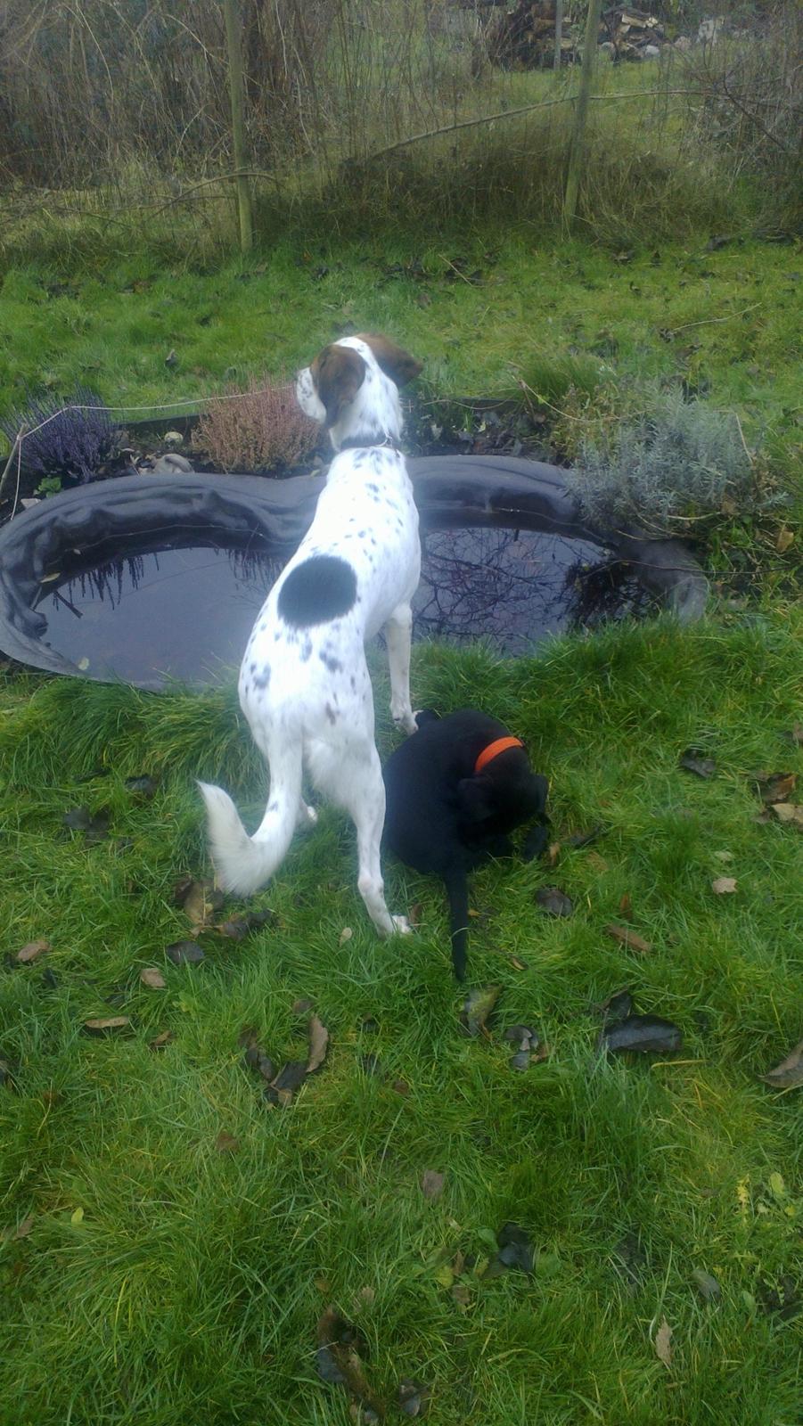 Blanding af racer Mikkel billede 10