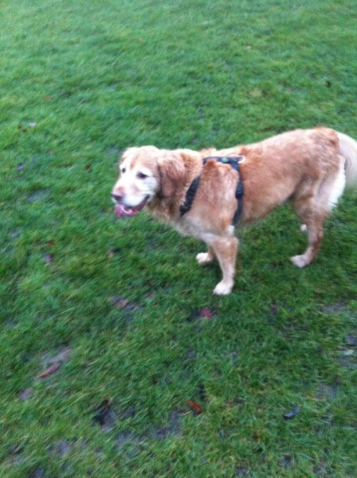 Golden retriever Murphy [har luftet] billede 8