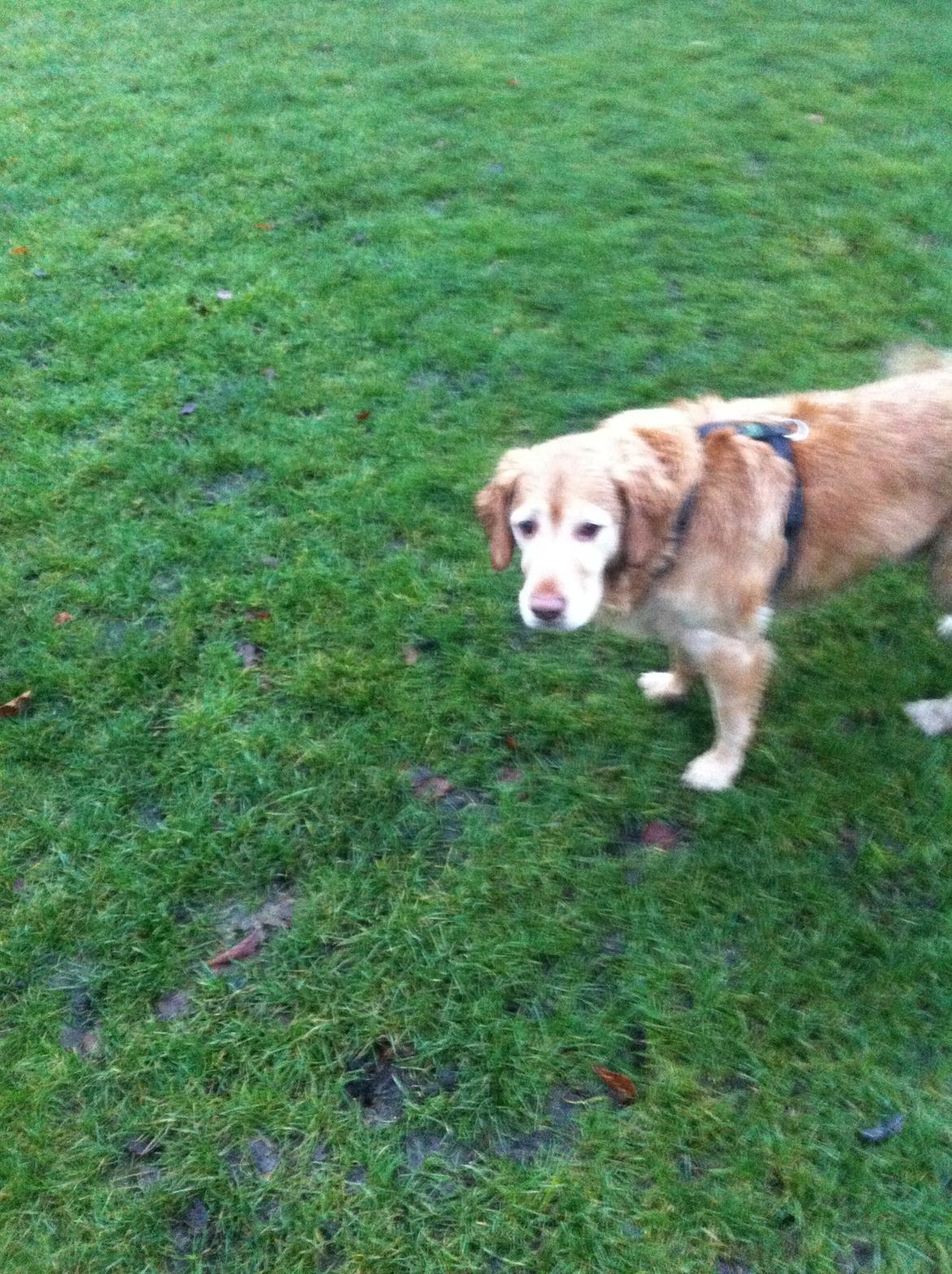 Golden retriever Murphy [har luftet] billede 9