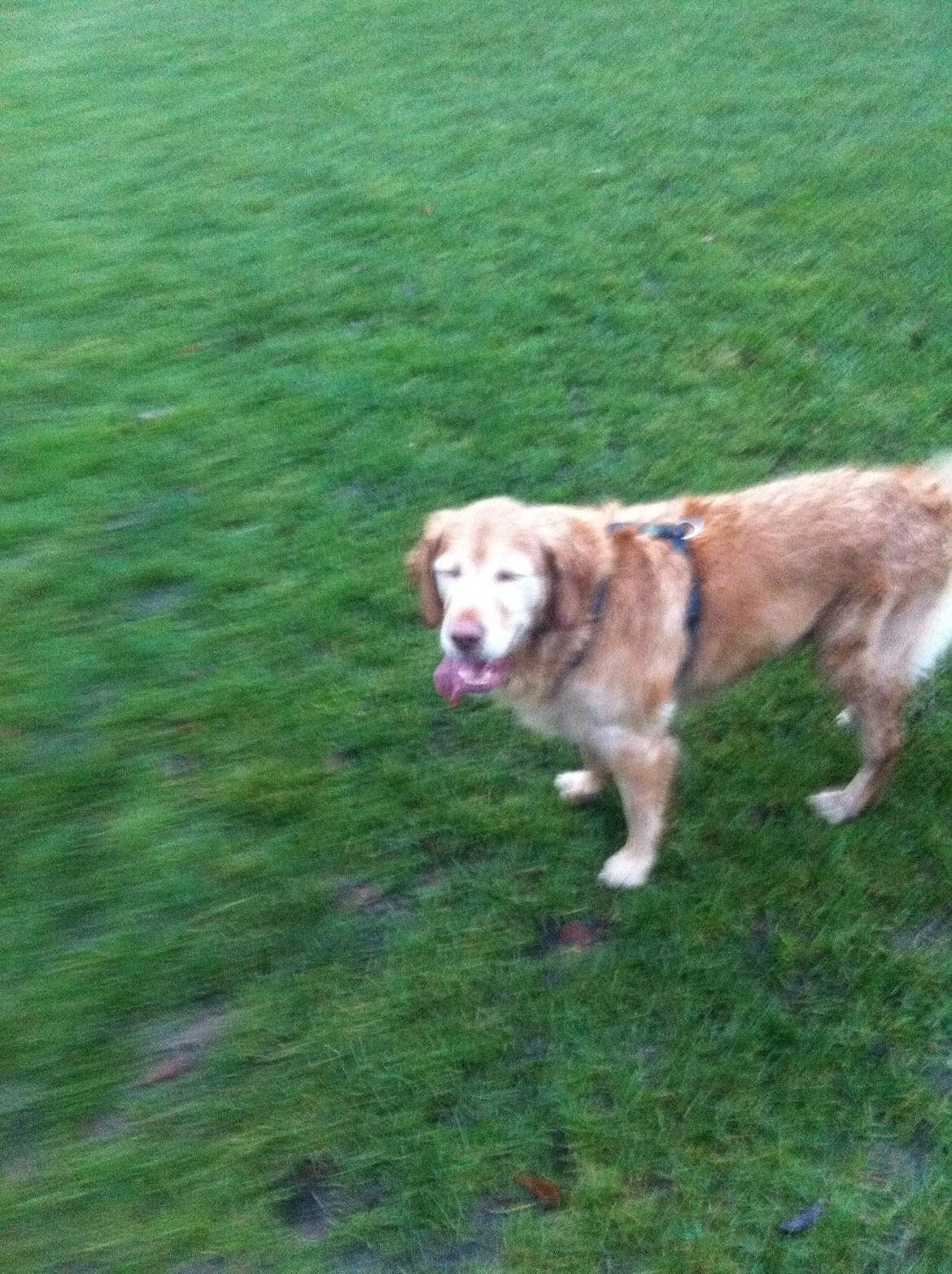 Golden retriever Murphy [har luftet] billede 10