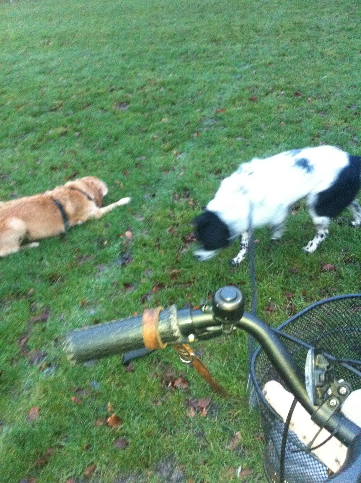 Golden retriever Murphy [har luftet] billede 11