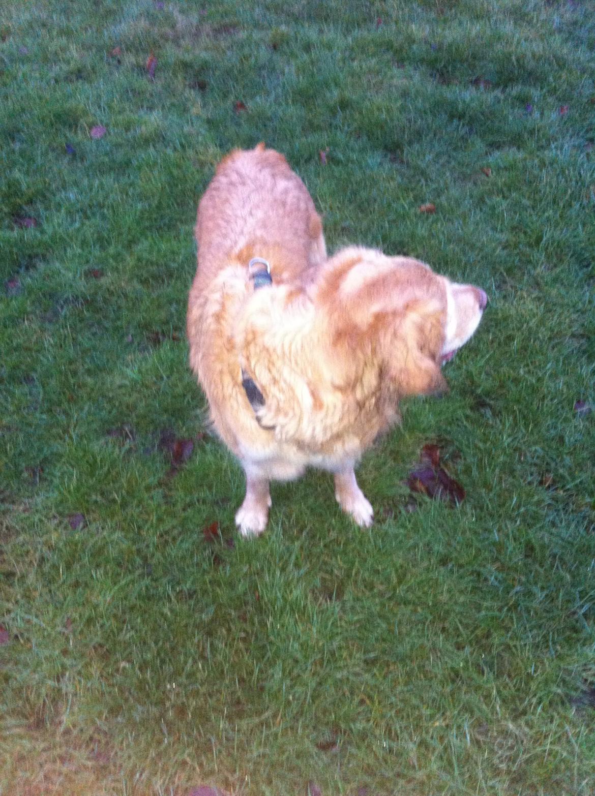 Golden retriever Murphy [har luftet] billede 12