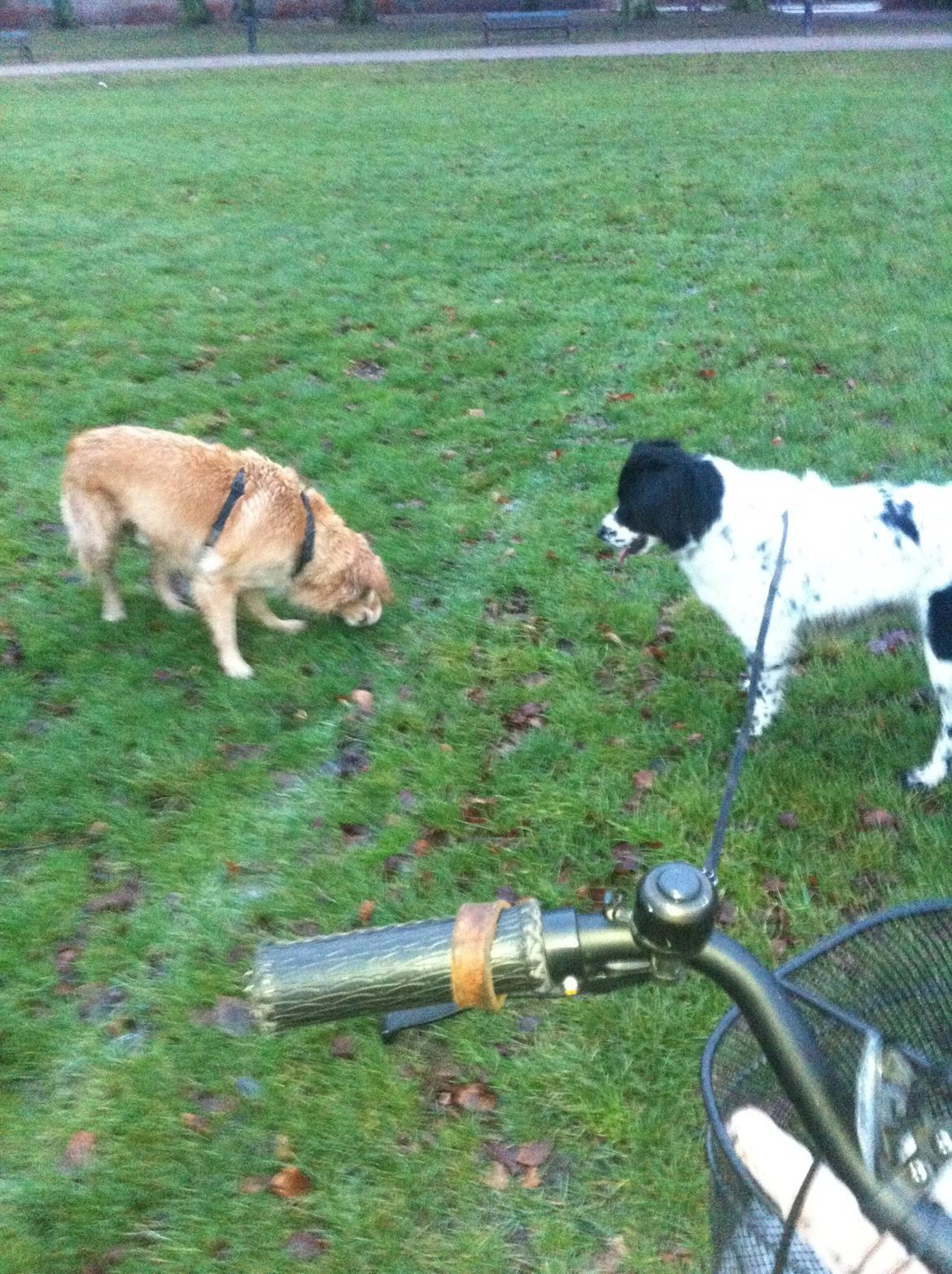 Golden retriever Murphy [har luftet] billede 13