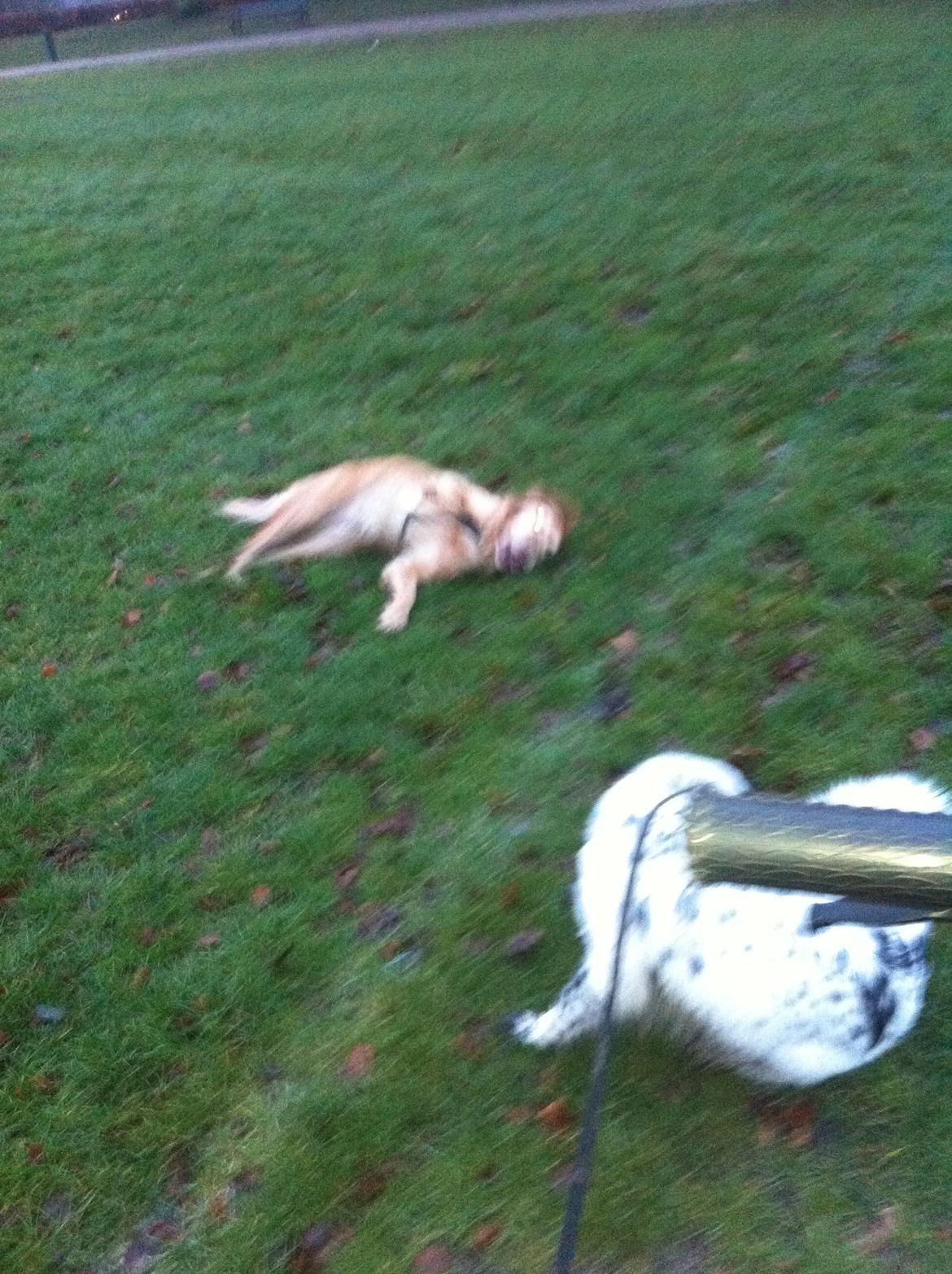 Golden retriever Murphy [har luftet] billede 14