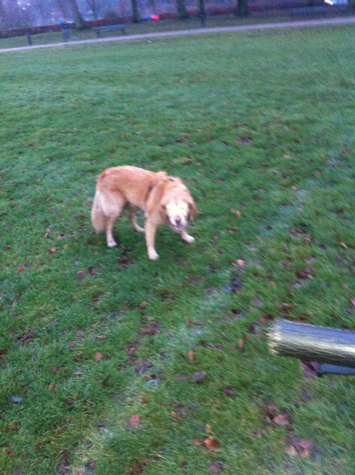 Golden retriever Murphy [har luftet] billede 15