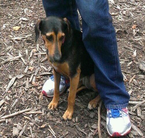 Blanding af racer Chili billede 19