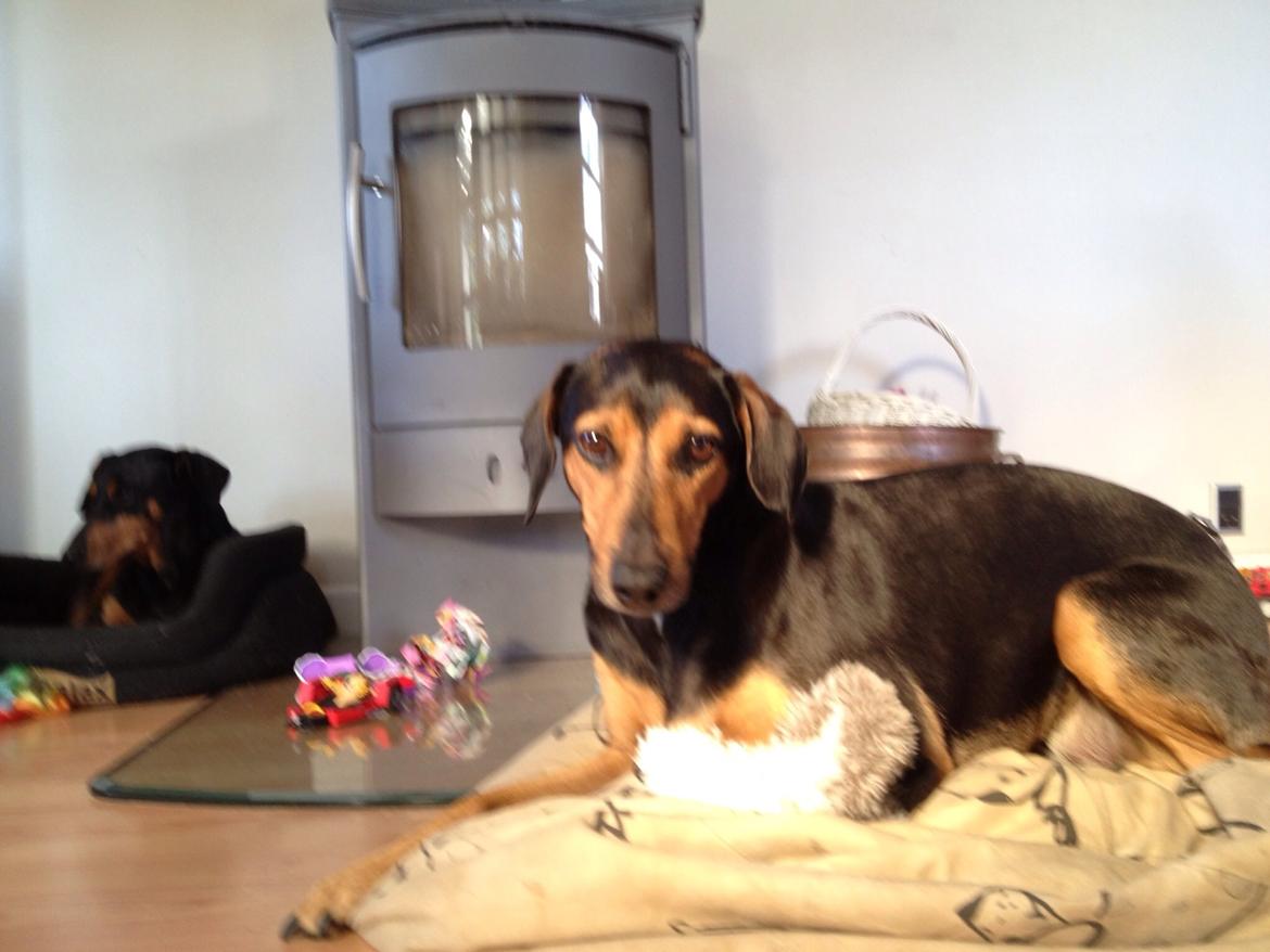 Blanding af racer Chili billede 20