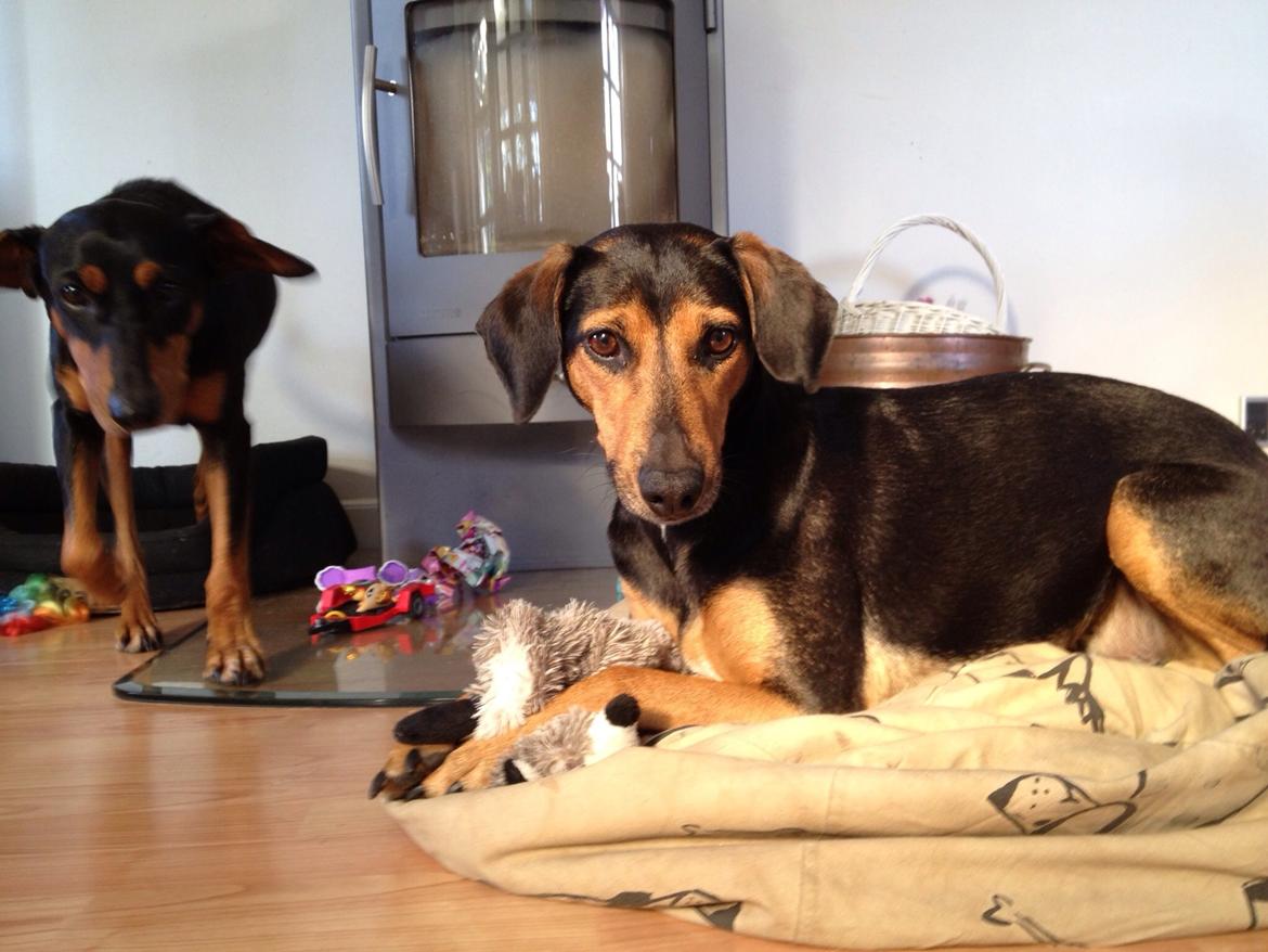 Blanding af racer Chili billede 21