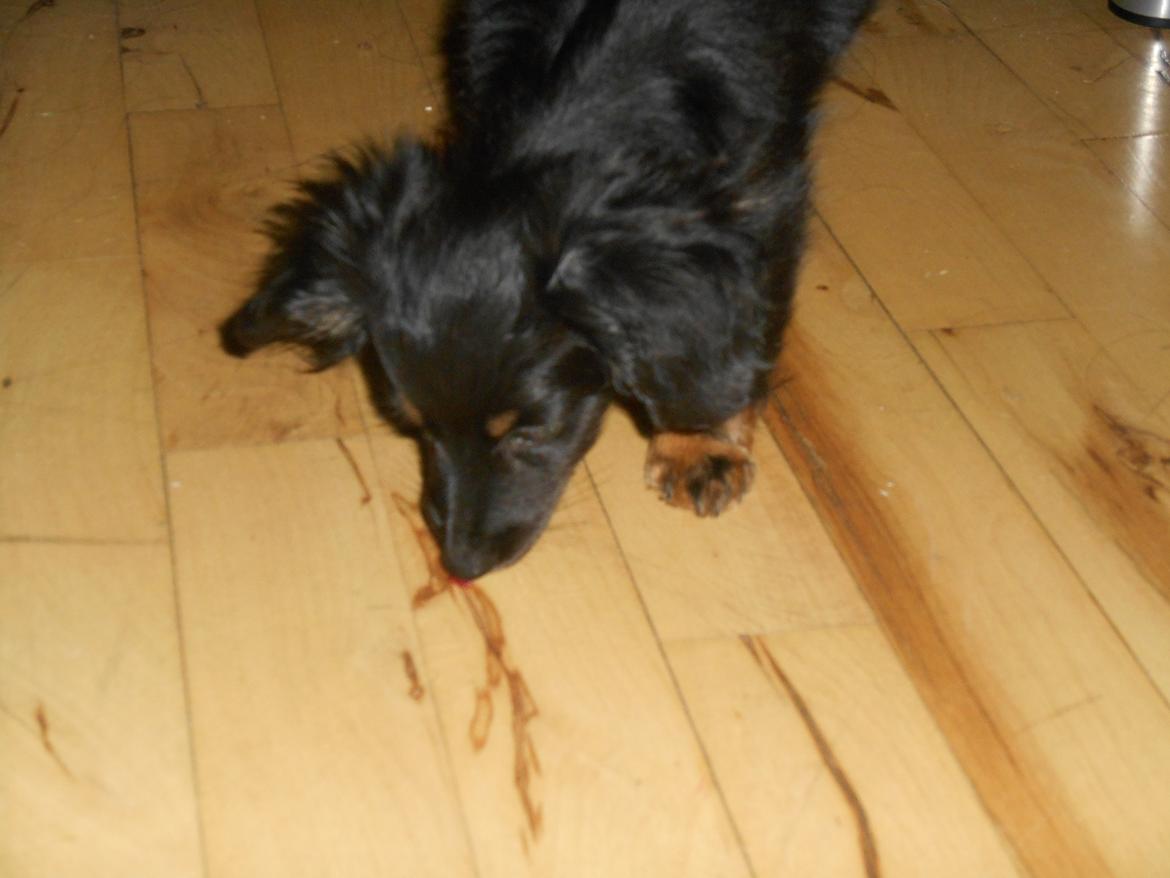 Blanding af racer Tessi - jeg er altså næsten sikker på at der er noget på gulvet lige her :) billede 22