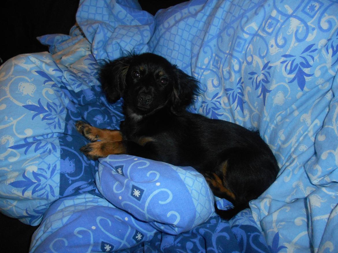 Blanding af racer Tessi - ligger og putter på sofaen med mors dyne. Mor kom nu hen til mig i stedet for at stå med den tingest hele tiden og tage billeder af mig :) billede 30