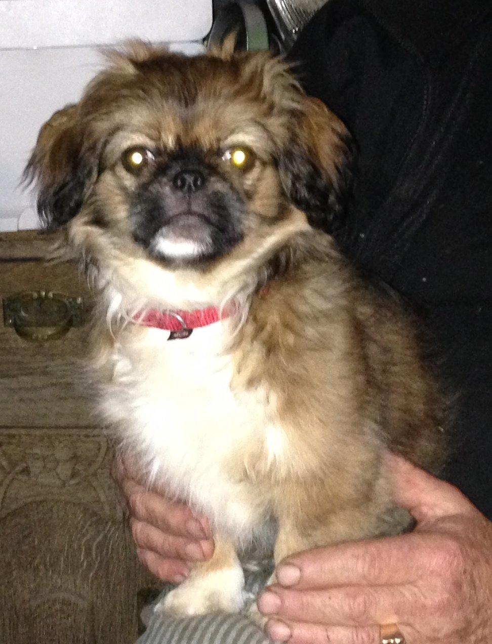 Blanding af racer Fie billede 3