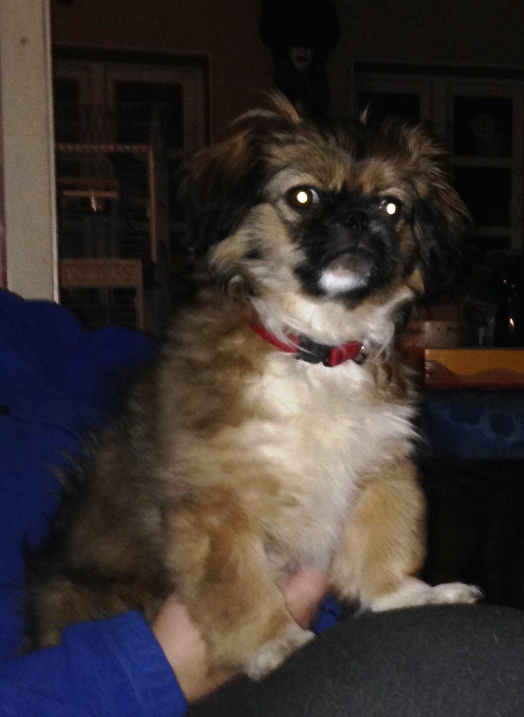 Blanding af racer Fie billede 4