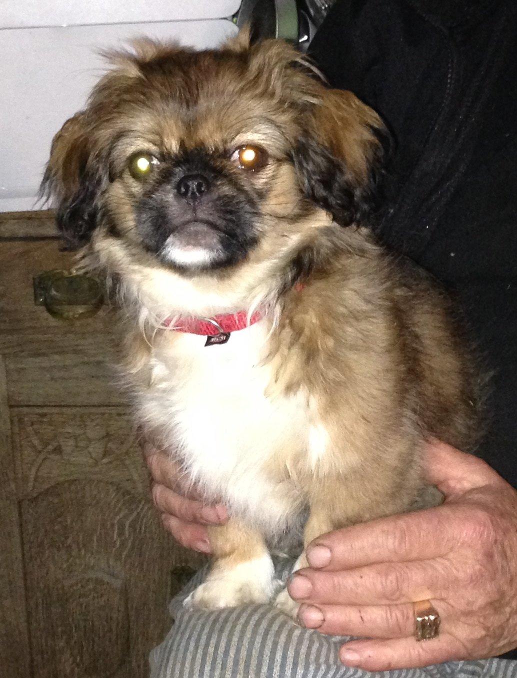 Blanding af racer Fie billede 6