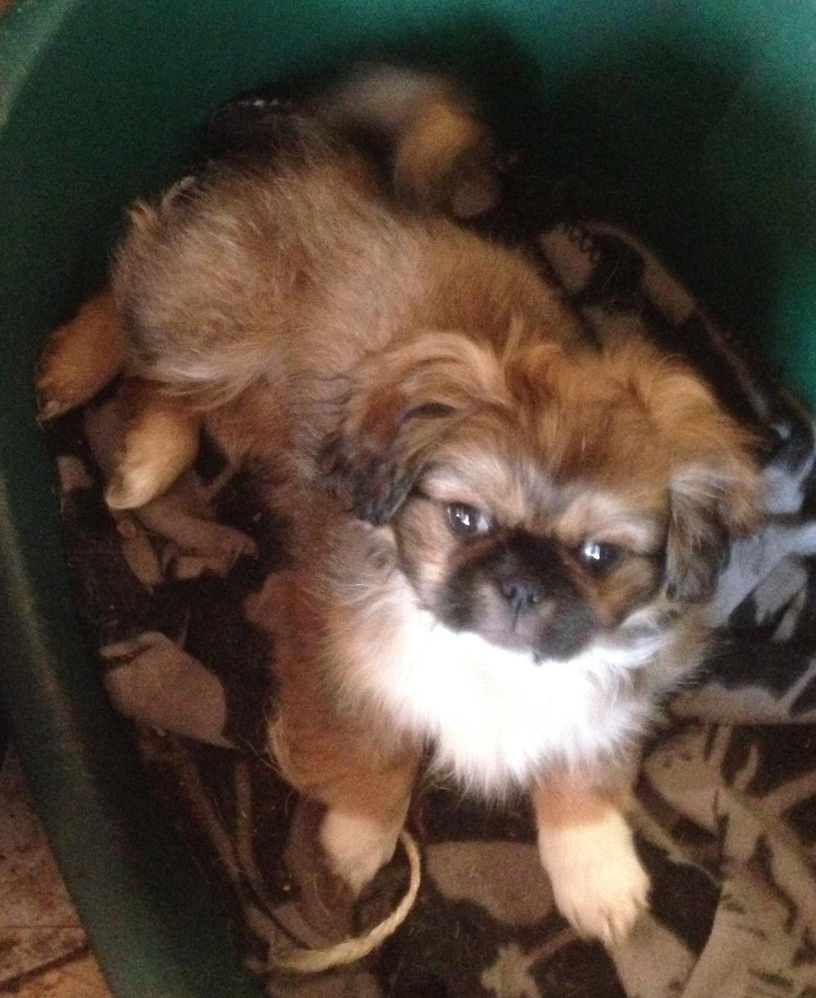 Blanding af racer Fie billede 2