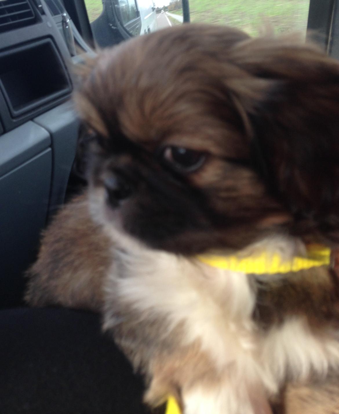 Blanding af racer Fie billede 1