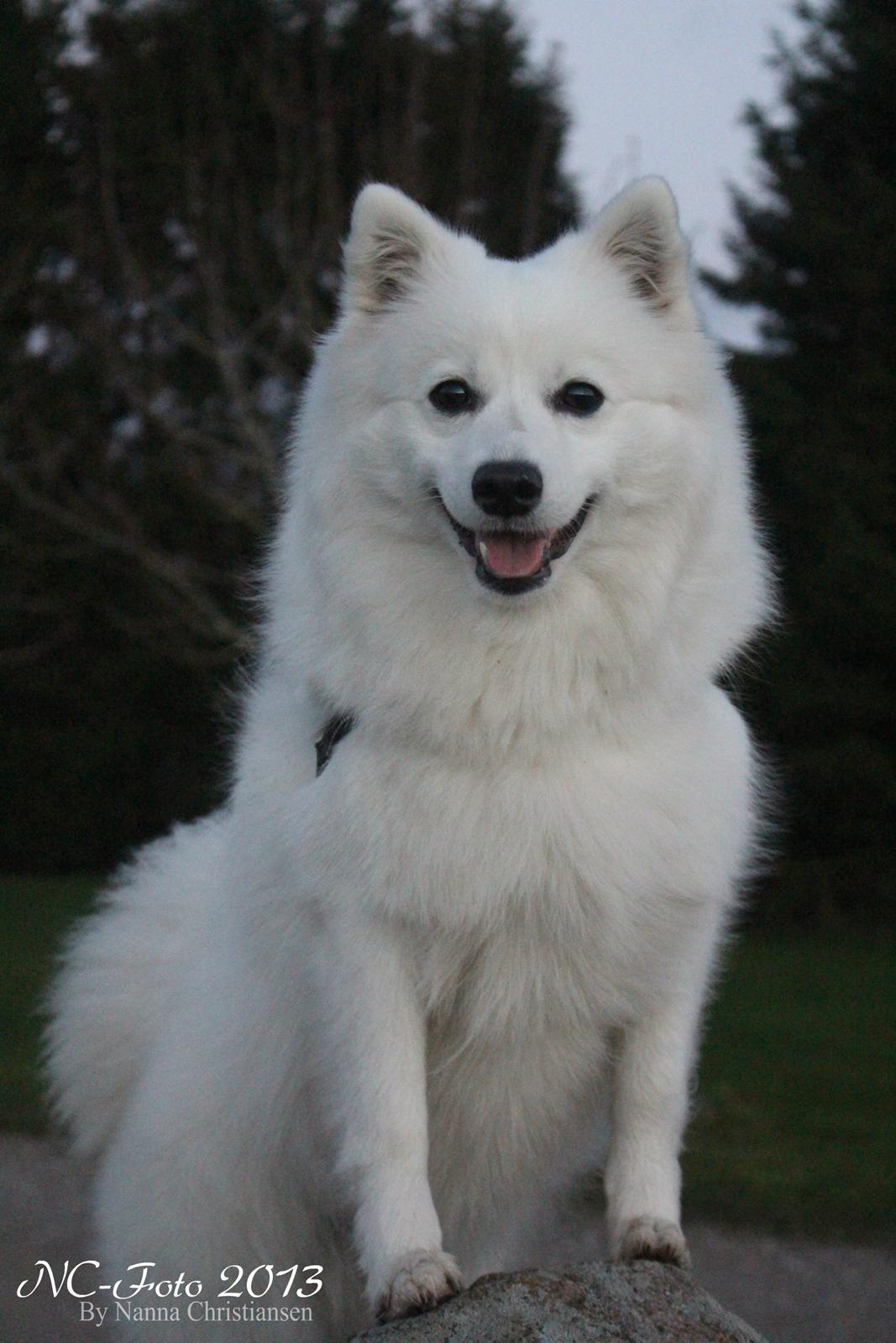 Japansk spids Ninki's Felira Hime Akira <3 billede 1