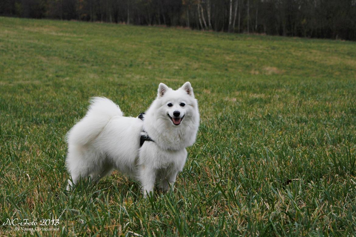 Japansk spids Ninki's Felira Hime Akira <3 billede 2