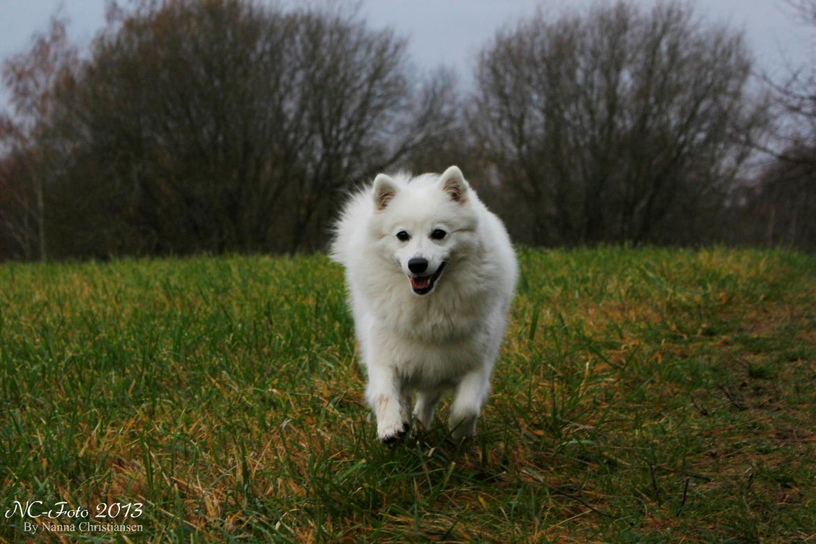 Japansk spids Ninki's Felira Hime Akira <3 billede 4