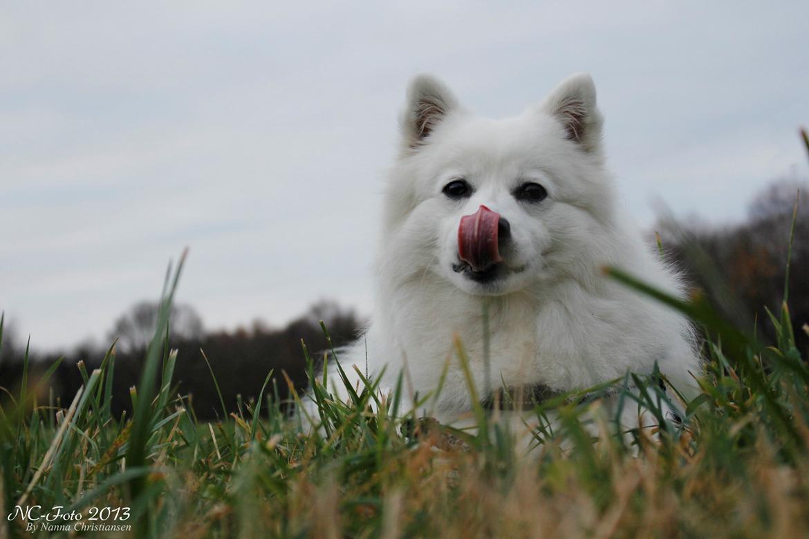 Japansk spids Ninki's Felira Hime Akira <3 billede 3