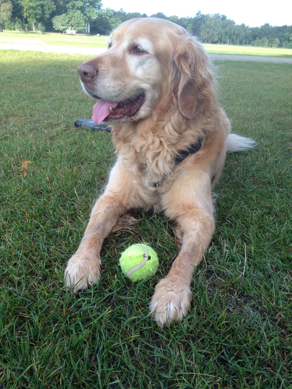 Golden retriever Murphy [har luftet] billede 16