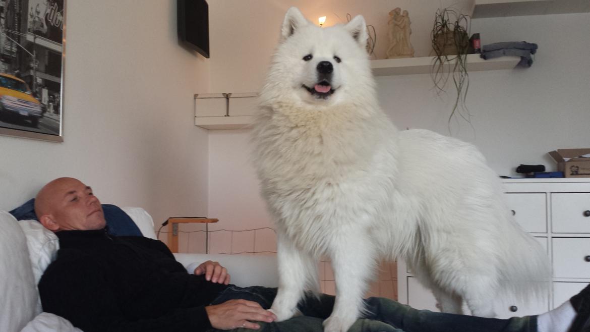 Samojedhund Bamse billede 6