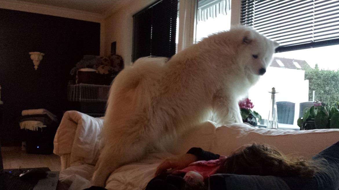 Samojedhund Bamse billede 7