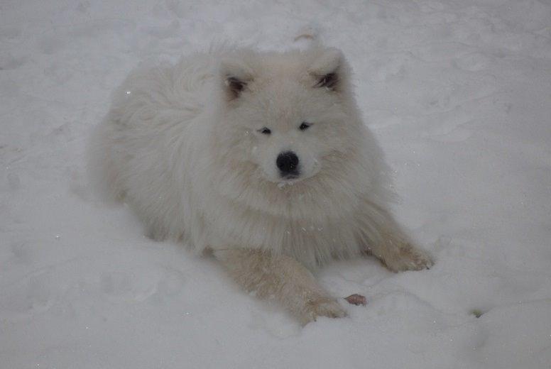 Samojedhund Bamse billede 8