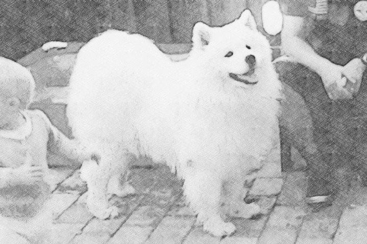 Samojedhund Bamse billede 9