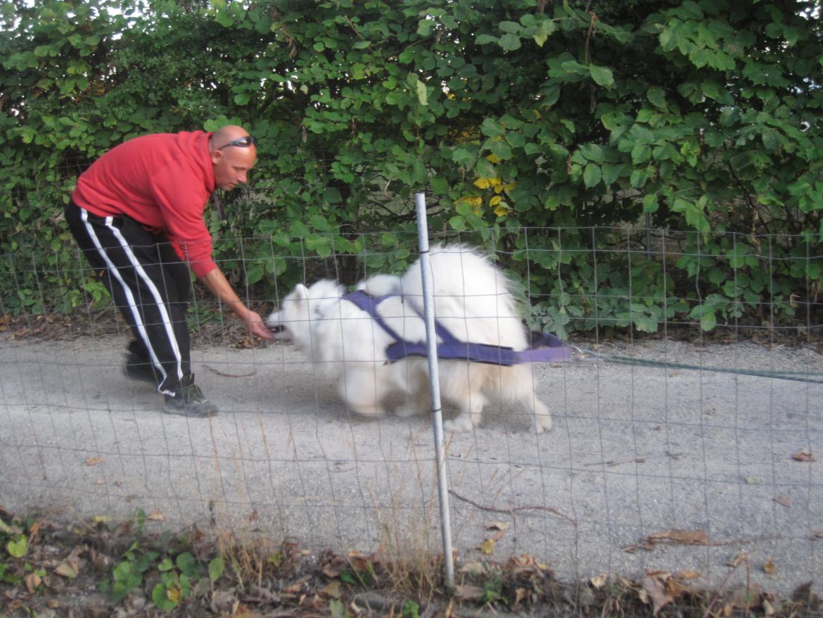 Samojedhund Bamse billede 10