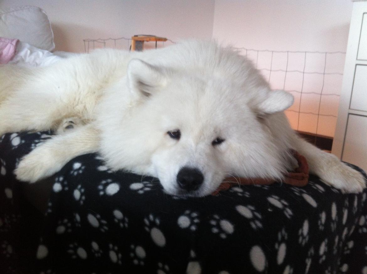 Samojedhund Bamse billede 11