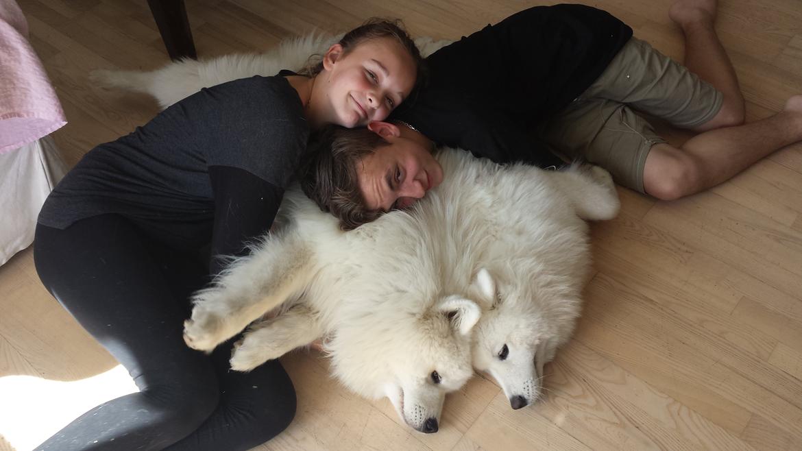 Samojedhund Bamse billede 12