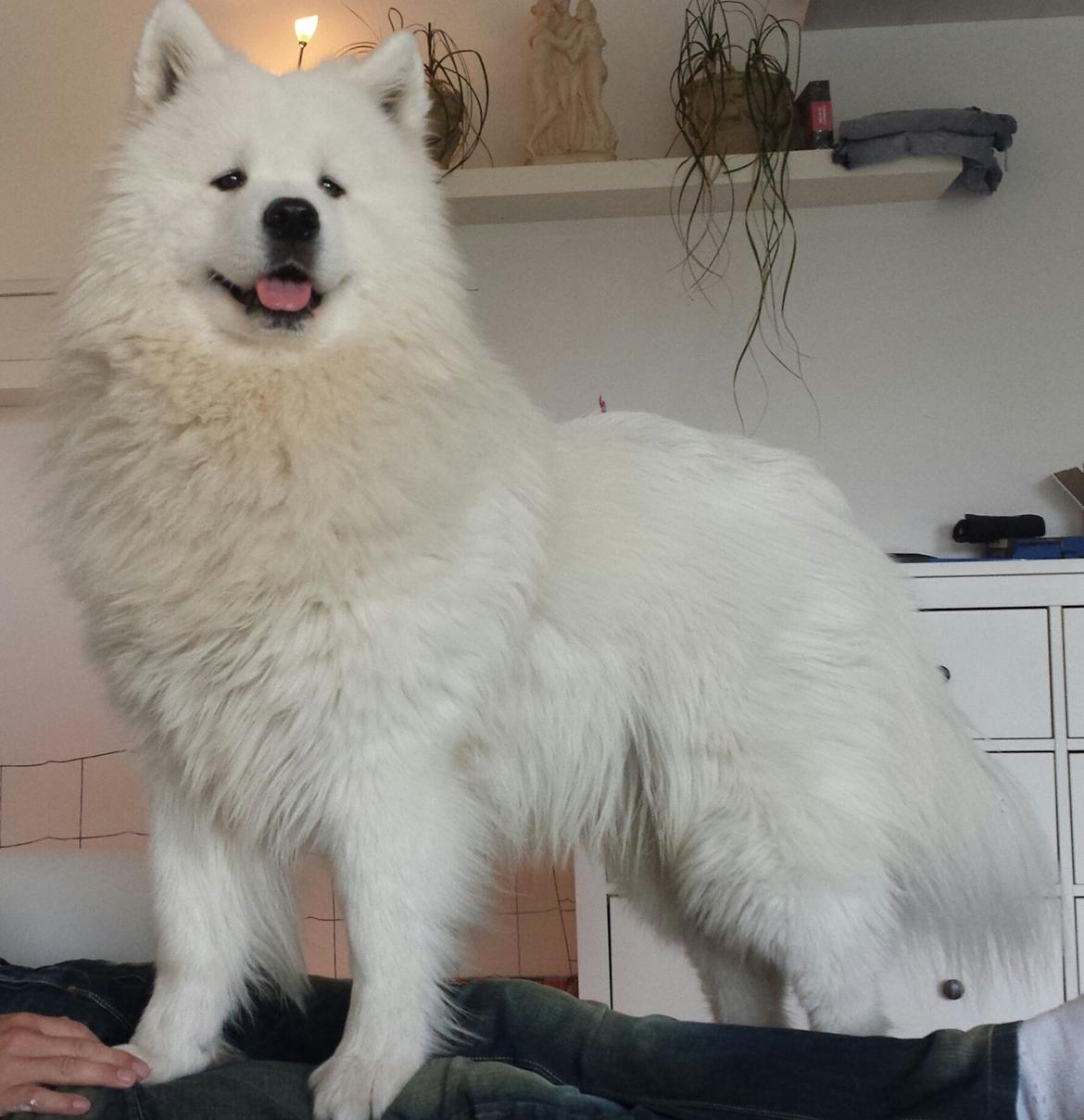 Samojedhund Bamse billede 13